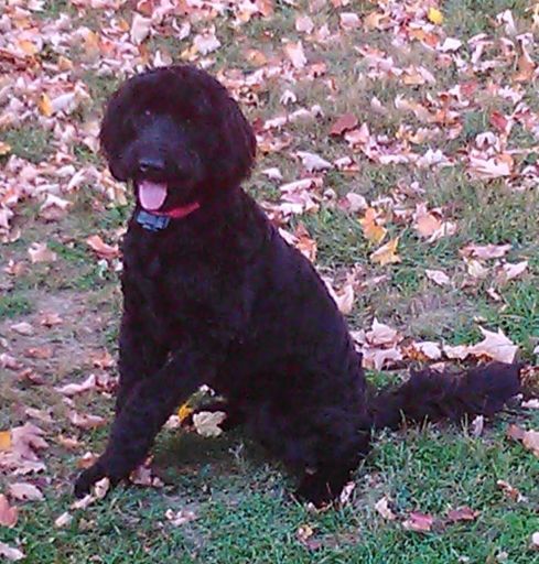 GOLDENDOODLE JASPER.jpg